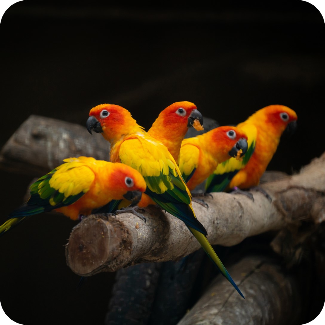Astaxanthin - Parrots