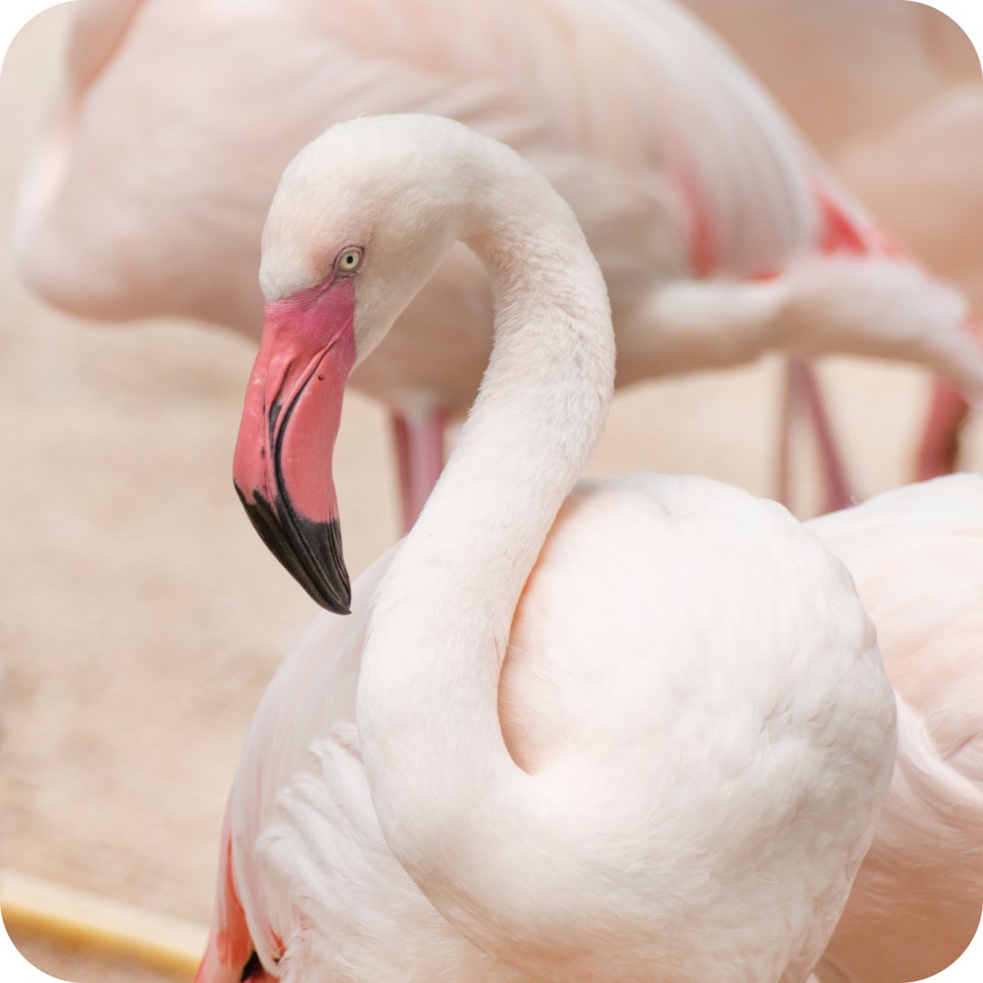 Astaxanthin - Flamingo