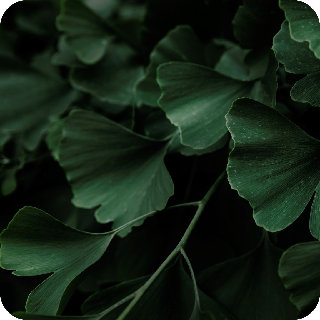 Ginkgo Biloba