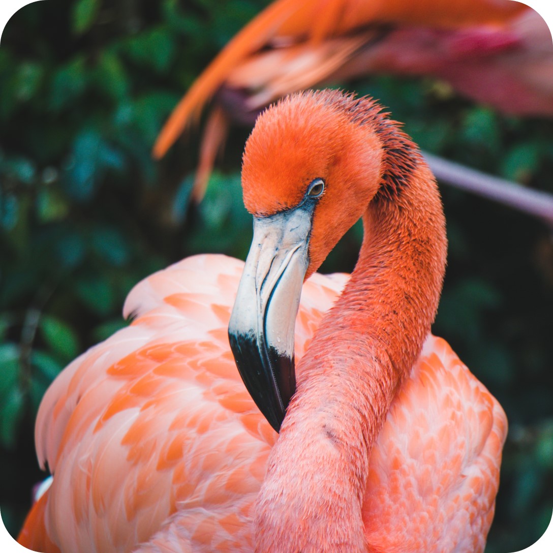 Astaxanthin - Flamingo
