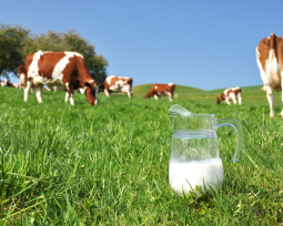 Kontroverze ohledně mléka: je zdravé, nebo nezdravé? 