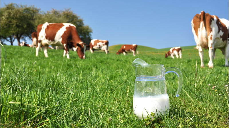 Kontroverze ohledně mléka: je zdravé, nebo nezdravé? 